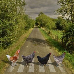 Coop'Cot - Fond poulettes